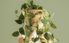 Article Image for Building a Sustainable Brand Identity