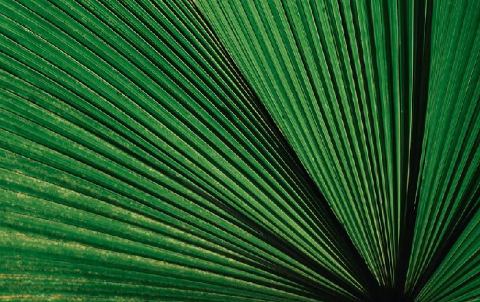 Article Image for Green Bonds and Sustainable Finance