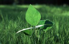 Article Image for Sustainable Investing Gains Momentum